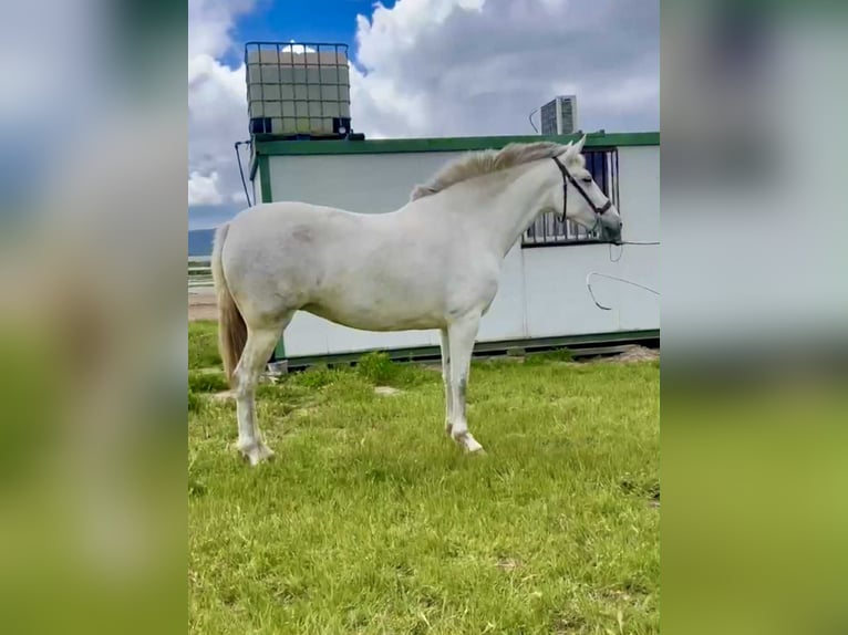 PRE Mix Merrie 4 Jaar 163 cm Schimmel in Galaroza (Huelva)