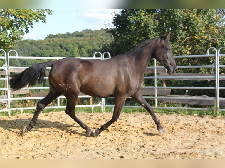 PRE Mix Merrie 4 Jaar 163 cm Zwart in Kirn