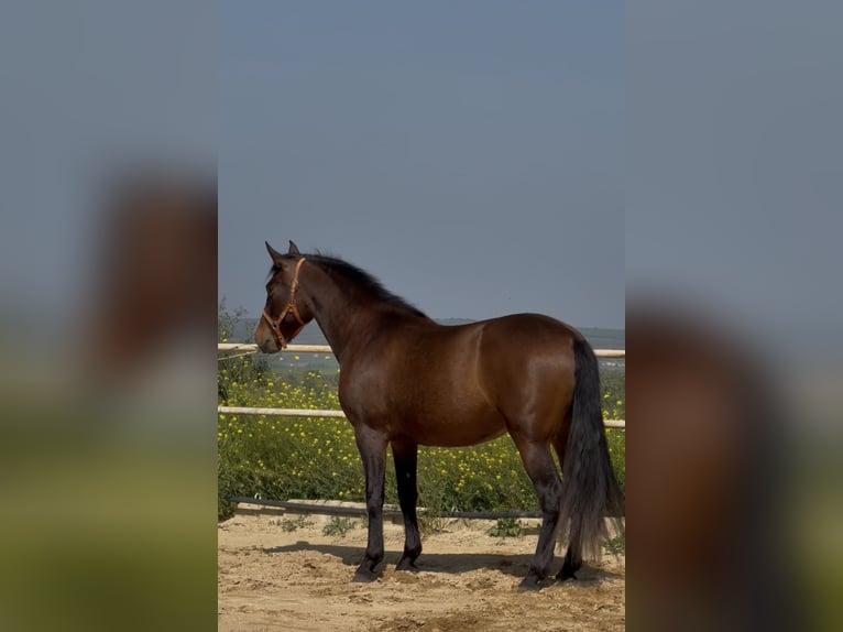 PRE Merrie 4 Jaar 164 cm Bruin in Badajoz