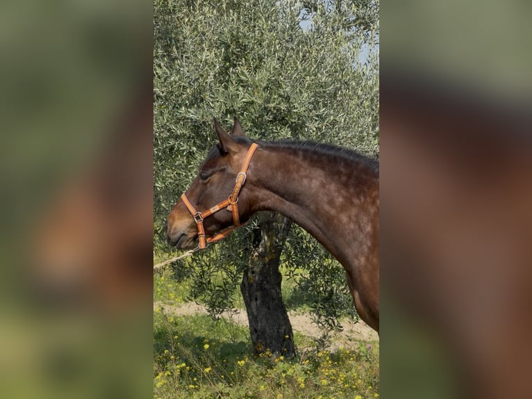 PRE Merrie 4 Jaar 164 cm Bruin in Badajoz
