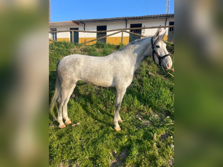 PRE Merrie 4 Jaar 164 cm Schimmel in Aachen
