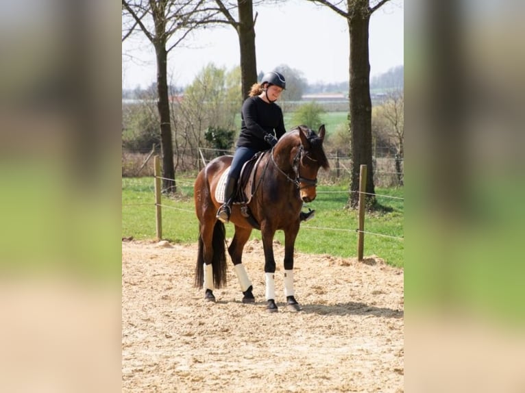 PRE Mix Merrie 4 Jaar 165 cm Bruin in Kortenaken