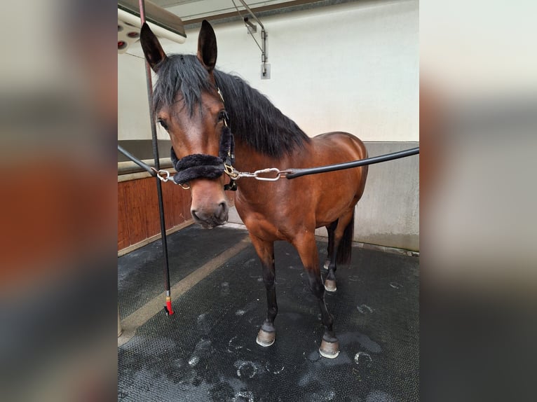 PRE Mix Merrie 4 Jaar 165 cm Bruin in Kortenaken