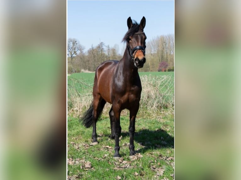PRE Mix Merrie 4 Jaar 165 cm Bruin in Kortenaken