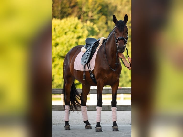 PRE Mix Merrie 4 Jaar 165 cm Bruin in Kortenaken