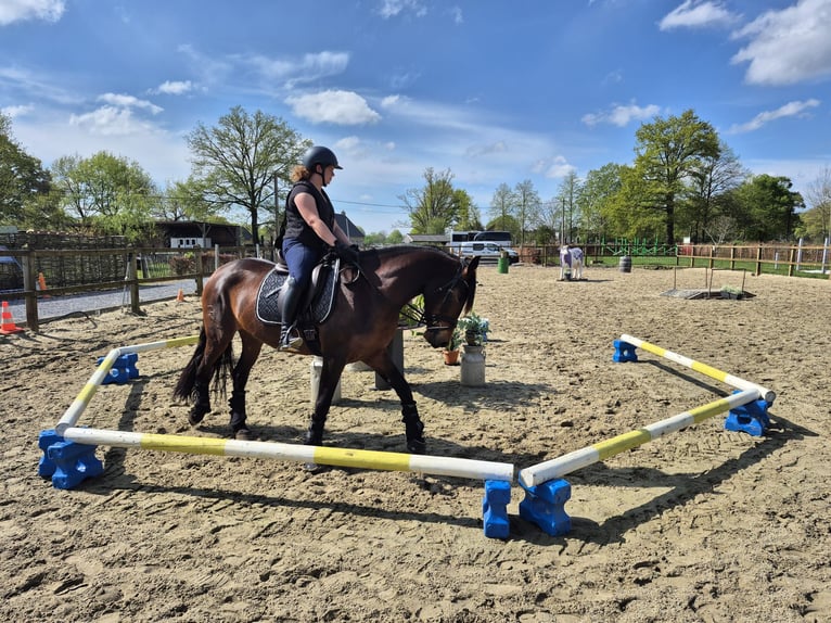 PRE Mix Merrie 4 Jaar 165 cm Bruin in Kortenaken