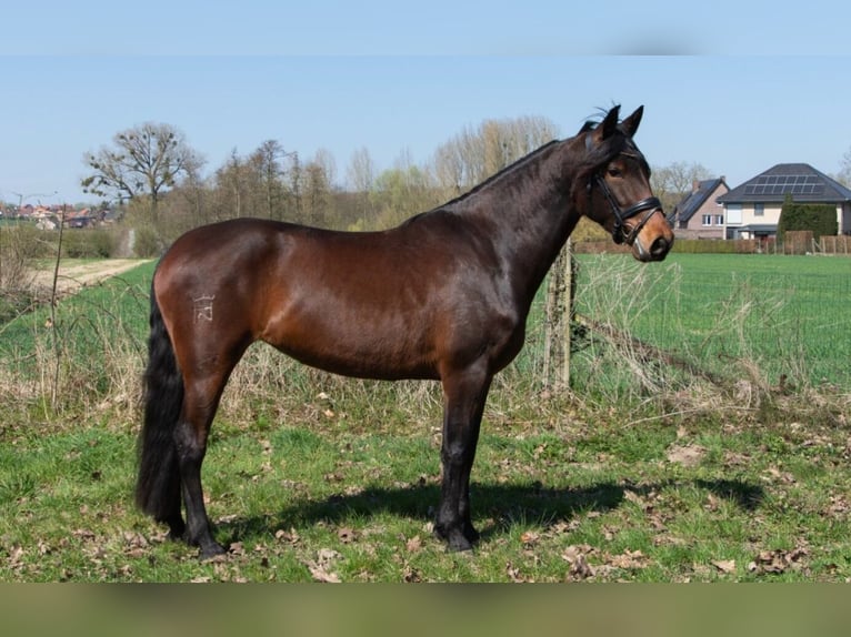 PRE Mix Merrie 4 Jaar 165 cm Bruin in Kortenaken