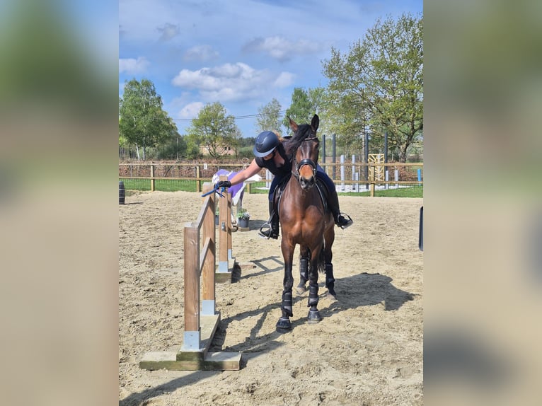 PRE Mix Merrie 4 Jaar 165 cm Bruin in Kortenaken