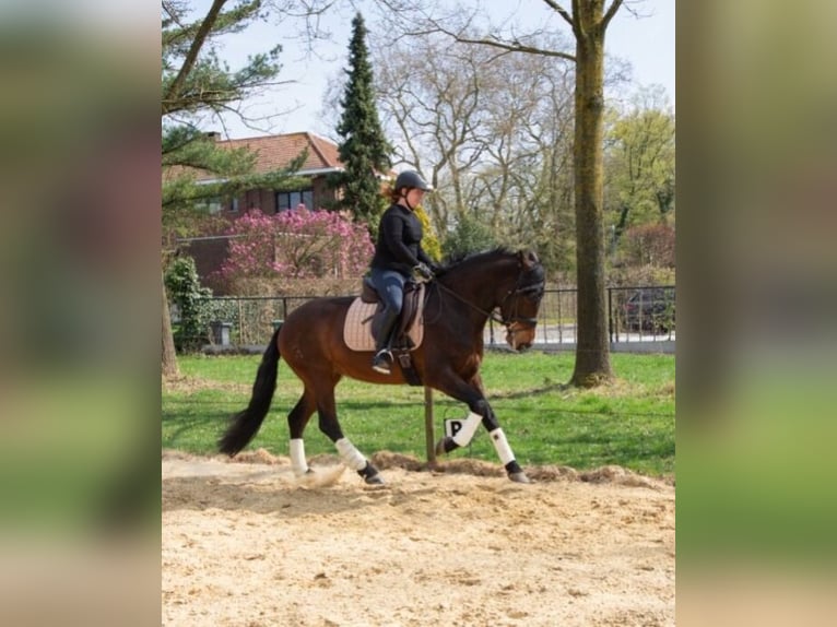 PRE Mix Merrie 4 Jaar 165 cm Bruin in Kortenaken