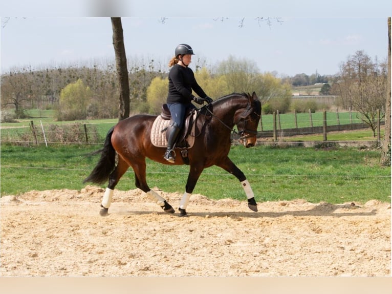 PRE Mix Merrie 4 Jaar 165 cm Bruin in Kortenaken