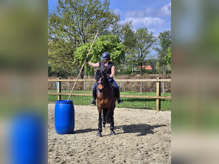 PRE Mix Merrie 4 Jaar 165 cm Bruin in Kortenaken