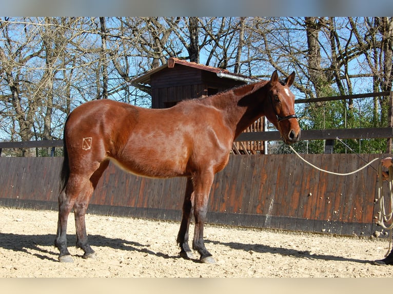 PRE Merrie 4 Jaar 165 cm Bruin in Caumont