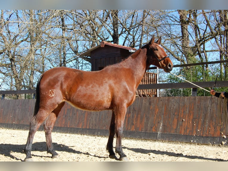 PRE Merrie 4 Jaar 165 cm Bruin in Caumont