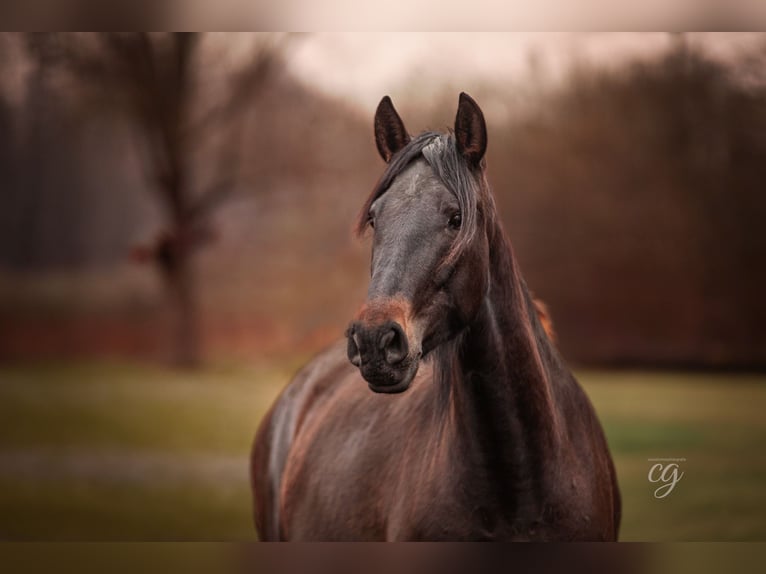 PRE Merrie 4 Jaar 165 cm Bruin in Lübbenau