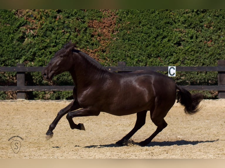 PRE Mix Merrie 4 Jaar 165 cm in Almonte