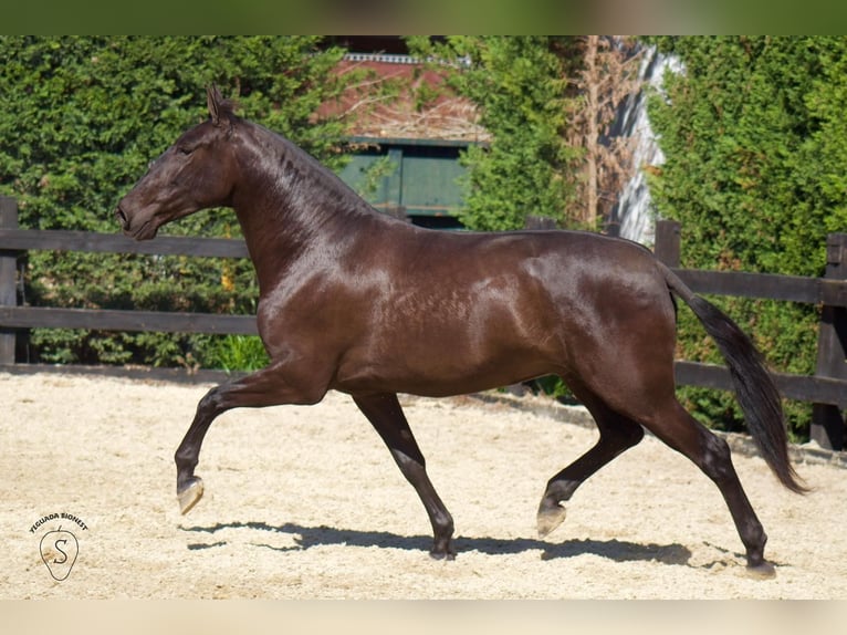 PRE Mix Merrie 4 Jaar 165 cm in Almonte