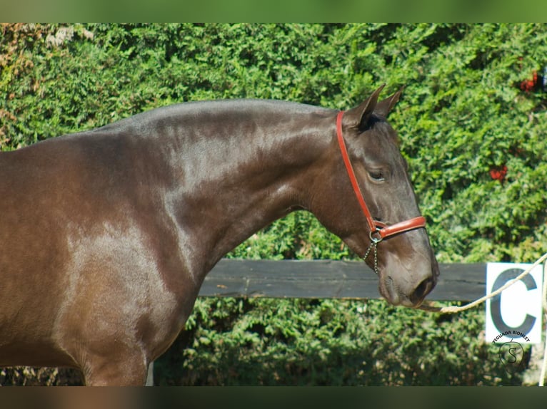 PRE Mix Merrie 4 Jaar 165 cm in Almonte