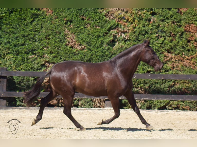 PRE Mix Merrie 4 Jaar 165 cm in Almonte