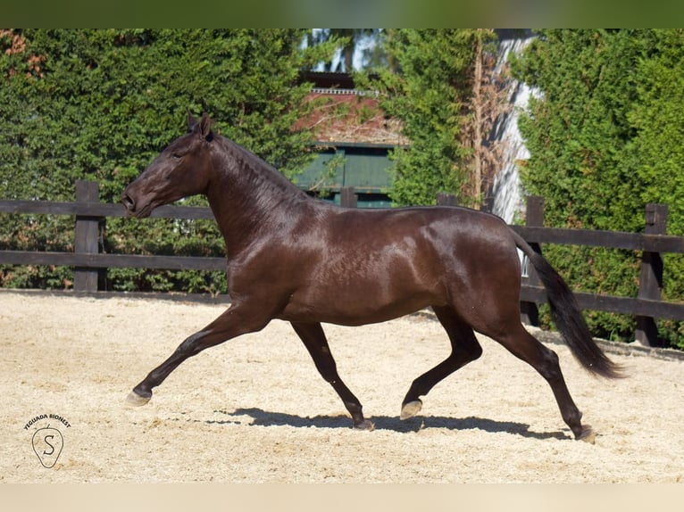PRE Mix Merrie 4 Jaar 165 cm in Almonte