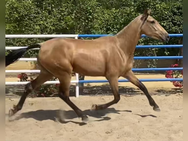 PRE Merrie 4 Jaar 165 cm Falbe in Fuentes De Andalucia