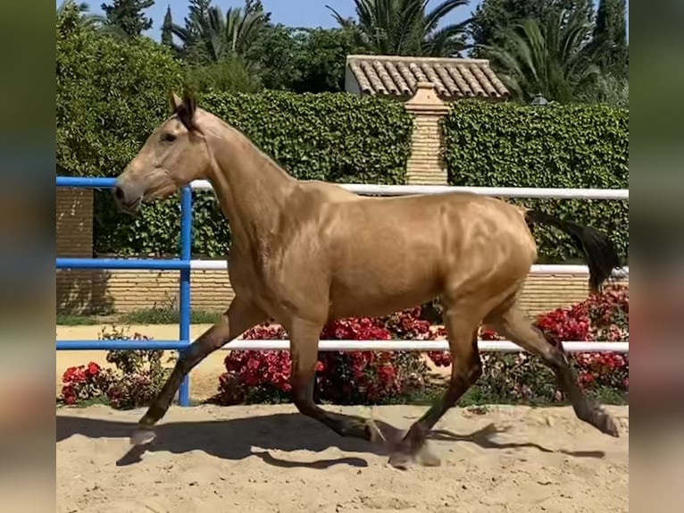 PRE Merrie 4 Jaar 165 cm Falbe in Fuentes De Andalucia