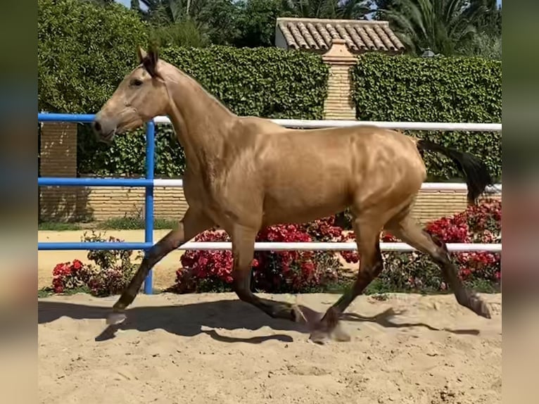 PRE Merrie 4 Jaar 165 cm Falbe in Fuentes De Andalucia