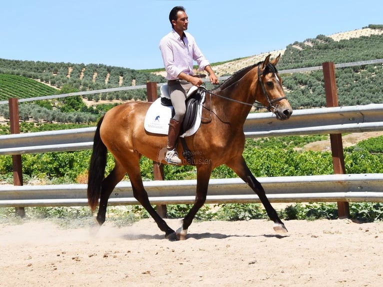 PRE Merrie 4 Jaar 165 cm Falbe in Provinz Cordoba