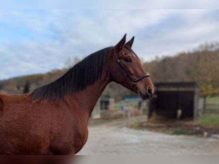 PRE Mix Merrie 4 Jaar 165 cm  in Caumont