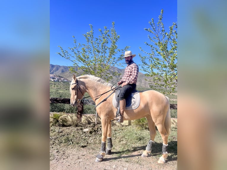 PRE Merrie 4 Jaar 165 cm Palomino in Sorbas