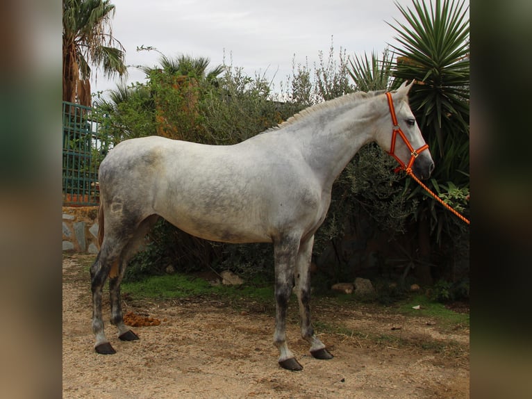 PRE Mix Merrie 4 Jaar 165 cm Schimmel in Vejer de la Frontera
