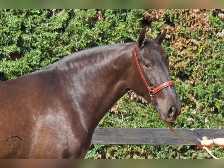 PRE Mix Merrie 4 Jaar 165 cm Zwart in Almonte