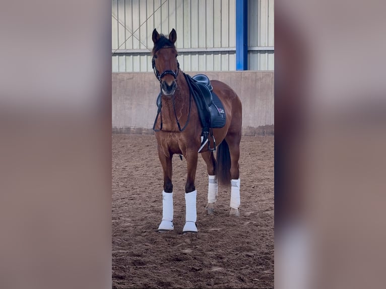 PRE Mix Merrie 4 Jaar 166 cm Bruin in Bexbach