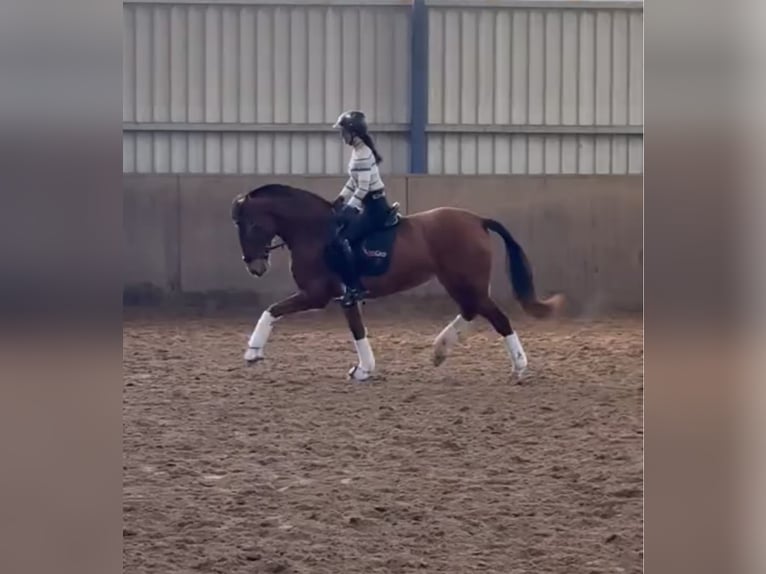 PRE Mix Merrie 4 Jaar 166 cm Bruin in Bexbach