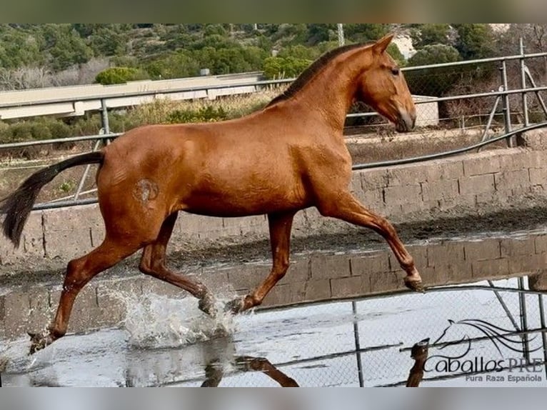 PRE Mix Merrie 4 Jaar 166 cm Vos in Barcelona