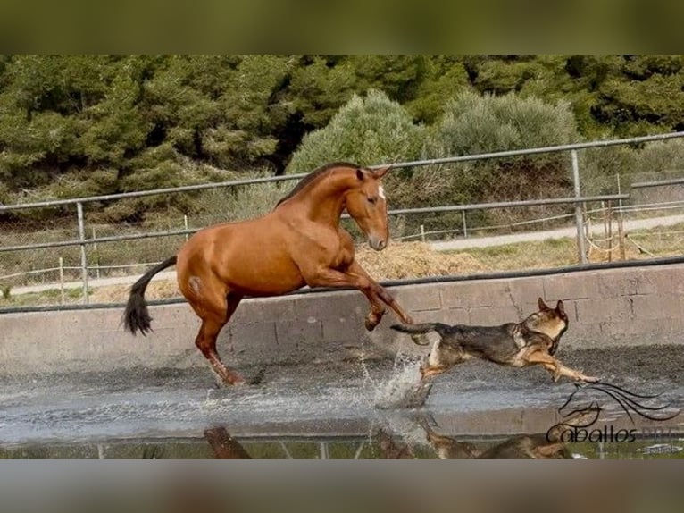 PRE Mix Merrie 4 Jaar 166 cm Vos in Barcelona