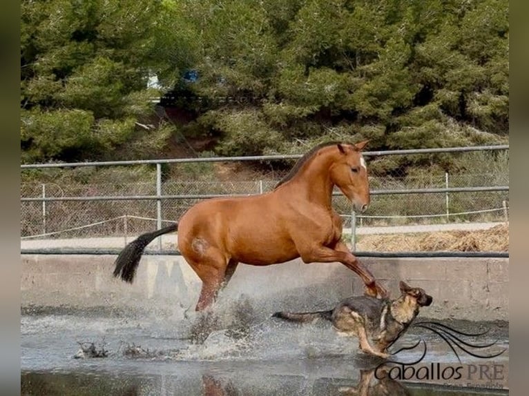 PRE Mix Merrie 4 Jaar 166 cm Vos in Barcelona