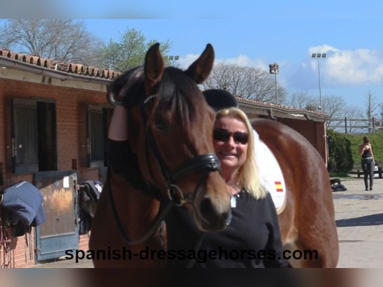 PRE Mix Merrie 4 Jaar 167 cm Bruin in Barcelona