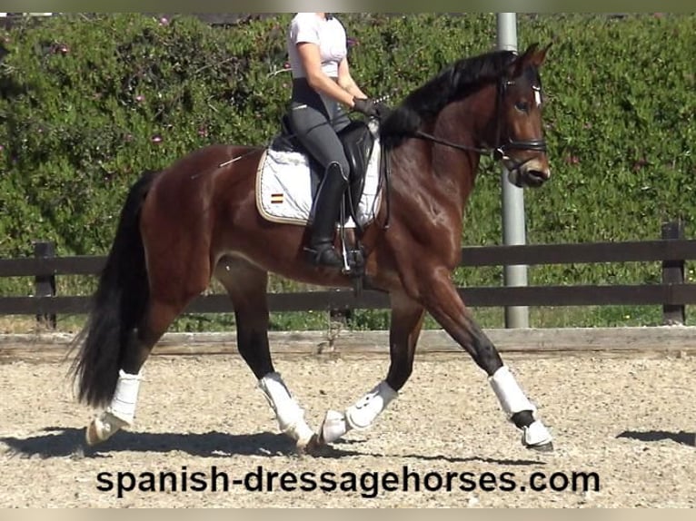 PRE Mix Merrie 4 Jaar 167 cm Bruin in Barcelona