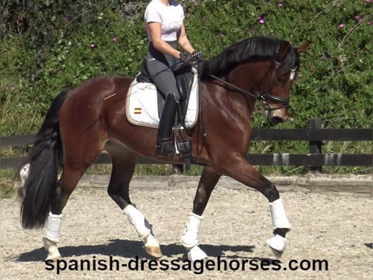 PRE Mix Merrie 4 Jaar 167 cm Bruin in Barcelona