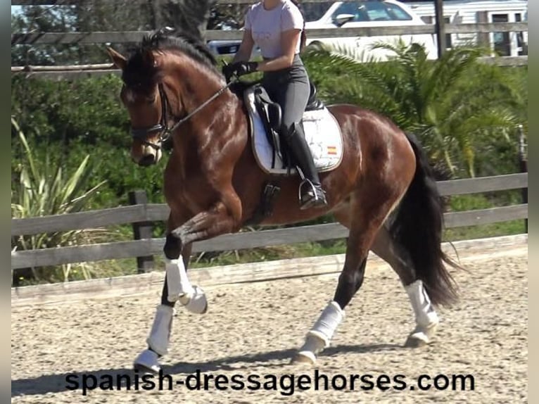 PRE Mix Merrie 4 Jaar 167 cm Bruin in Barcelona