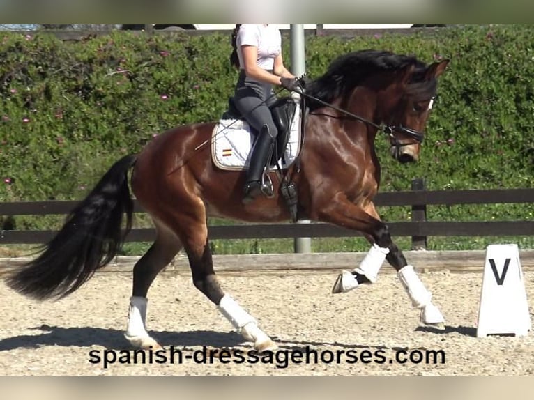 PRE Mix Merrie 4 Jaar 167 cm Bruin in Barcelona