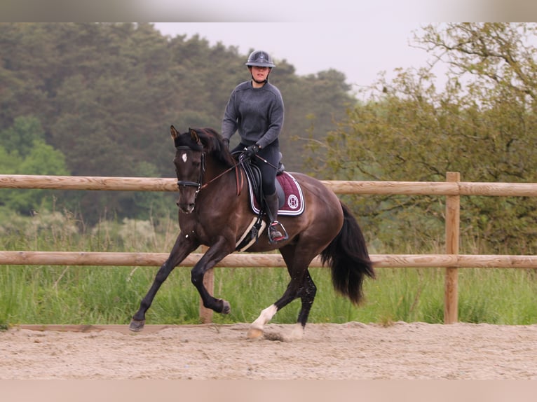 PRE Mix Merrie 4 Jaar 167 cm in bouzonville