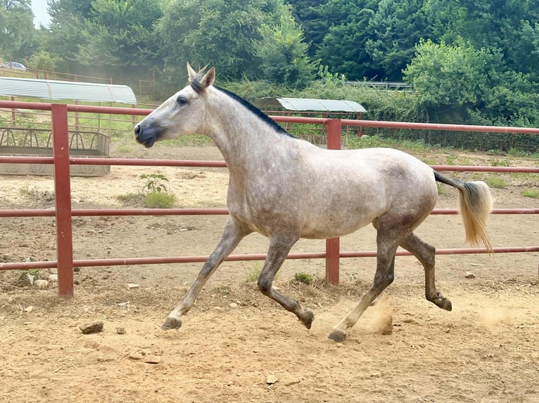 PRE Merrie 4 Jaar 167 cm Schimmel in Galaroza (Huelva)