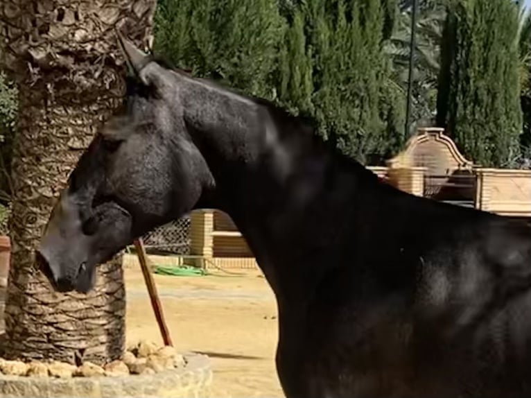 PRE Merrie 4 Jaar 167 cm Schimmel in Fuentes De Andalucia