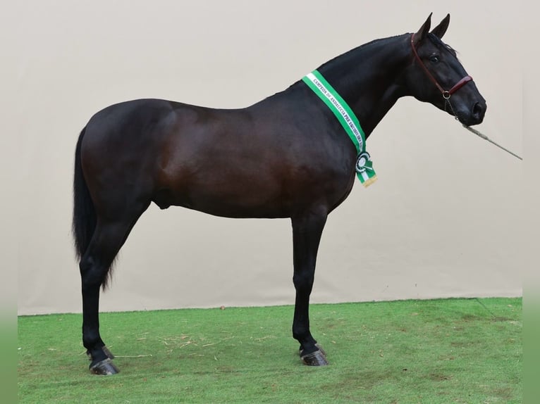 PRE Merrie 4 Jaar 167 cm Schimmel in Fuentes De Andalucia