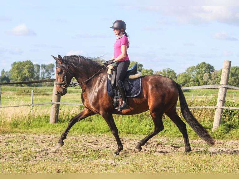 PRE Merrie 4 Jaar 168 cm Donkerbruin in Wremen