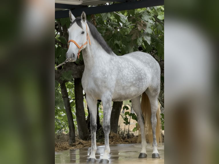 PRE Mix Merrie 4 Jaar 168 cm Schimmel in Badajoz