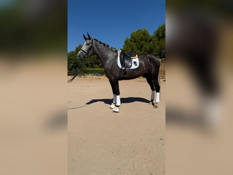 PRE Merrie 4 Jaar 168 cm Schimmel in Villanueva De Alcardete