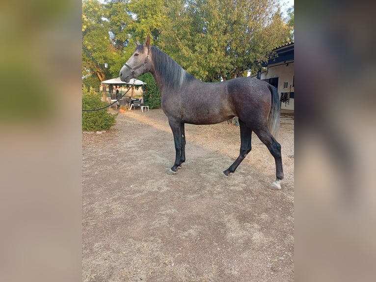 PRE Merrie 4 Jaar 168 cm Schimmel in Villanueva De Alcardete