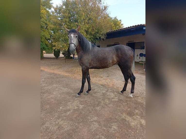 PRE Merrie 4 Jaar 168 cm Schimmel in Villanueva De Alcardete